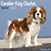 Seller image for Cavalier King Charles Calendar - Dog Breed Calendars - 2019 - 2020 Wall Calendars - 16 Month by Avonside (Multilingual Edition) [No Binding ] for sale by booksXpress