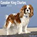 Image du vendeur pour Cavalier King Charles Calendar - Dog Breed Calendars - 2019 - 2020 Wall Calendars - 16 Month by Avonside (Multilingual Edition) [No Binding ] mis en vente par booksXpress