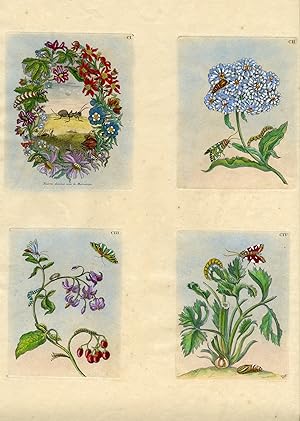 Four plates from The Wondrous Transformation of Caterpillars and their Strange Diet of Flowers.; ...