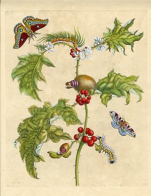 Metamorphosis Insectorum Surinamensium, Plate No. 6; Thistle and Moths