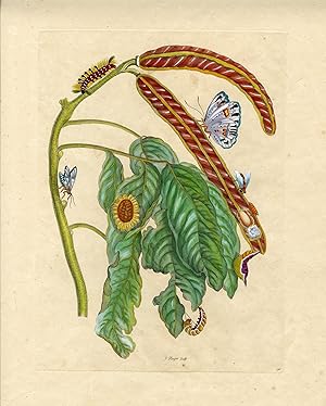 Image du vendeur pour Metamorphosis Insectorum Surinamensium, Plate No. 58; Ice Cream Bean Plant, Cloudless Sulphur Butterfly and Caterpillar with Moth mis en vente par Rob Zanger Rare Books LLC