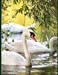 Seller image for Swan: 150 Page Large Softback Notebook Journal [Soft Cover ] for sale by booksXpress
