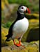 Seller image for Puffin: 150 Page Large Softback Notebook Journal [Soft Cover ] for sale by booksXpress