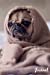 Seller image for Journal: Blank Lined Paper Diary Notebook Dog Fawn Pug In A Blanket Photo Design [Soft Cover ] for sale by booksXpress