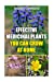 Seller image for Effective Medicinal Plants You Can Grow At Home [Soft Cover ] for sale by booksXpress