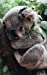 Bild des Verkufers fr Cute Koala Lined Notebook - 120 Page, 5x8, Lined Blank Book With a Cute Koala [Soft Cover ] zum Verkauf von booksXpress