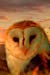Bild des Verkufers fr Fantasy Notebook: Owl Soul (Journal, Diary), Softcover 6" x 9" (Volume 1) [Soft Cover ] zum Verkauf von booksXpress