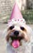 Bild des Verkufers fr S'cute Pupper in a Party Hat Lined Notebook: 120 Page, 5x8, Journal [Soft Cover ] zum Verkauf von booksXpress