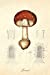 Seller image for Journal: Amanita Muscaria - Vintage Antique Mushroom Botanical Illustration | 120 Blank Lined 6x9 College Ruled Pages (Antique Scientific Engravings - Designer Notebooks and Journals) (Volume 2) [Soft Cover ] for sale by booksXpress