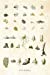 Seller image for Journal: Vintage Botanical Illustration Scientific Diagram of Plants and Cells | 120 Blank Lined 6x9 College Ruled Pages (Antique Scientific Engravings - Designer Notebooks and Journals) (Volume 2) [Soft Cover ] for sale by booksXpress