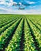 Seller image for Farm Ledger Book: Farm Record Keeping Logbook| Farming Essentials| Farm Bookkeeping Note| Farmer Ledger Log| Livestock journal organizer [Soft Cover ] for sale by booksXpress