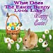Imagen del vendedor de What Does The Easter Bunny Look Like? (Bright) [Soft Cover ] a la venta por booksXpress