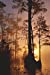 Seller image for Okefenokee Swamp in Georgia Journal: 150 page lined notebook/diary [Soft Cover ] for sale by booksXpress