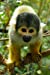 Seller image for Curious Squirrel Monkey Journal: 150 page lined notebook/diary [Soft Cover ] for sale by booksXpress