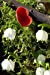 Seller image for A Scarlet Elf Cup and White Snowdrop Flowers Journal: 150 Page Lined Notebook/Diary [Soft Cover ] for sale by booksXpress