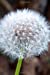 Image du vendeur pour Make a Wish Fluffy White Dandelion Gone to Seed Journal: 150 Page Lined Notebook/Diary [Soft Cover ] mis en vente par booksXpress