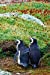 Image du vendeur pour Magellanic Penguin Friends Walking Away Journal: 150 Page Lined Notebook/Diary [Soft Cover ] mis en vente par booksXpress