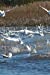 Seller image for Tundra Swans at Mattamuskeet Refuge in North Carolina Journal: Take Notes, Write Down Memories in this 150 Page Lined Journal [Soft Cover ] for sale by booksXpress