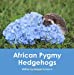 Seller image for African Pygmy Hedgehogs [Soft Cover ] for sale by booksXpress