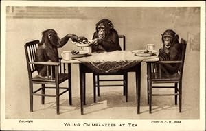 Ansichtskarte / Postkarte London, Jardin Zoological, Young Chimpanzees at Tea
