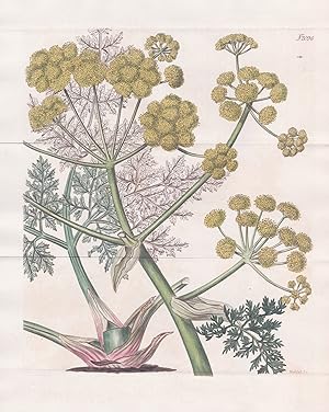 "Ferula Persica. Persian Fennel-Giant. Tab. 2096" - persische Asafoetida / Persia Persien / Pflan...