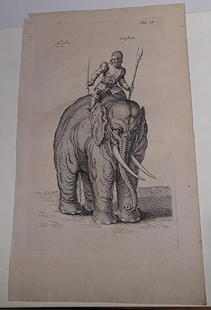 Bild des Verkufers fr Kupferstich Elefant Matthus Merian d.J. -- Groer Kupferstich, Elefant mit bewaffnetem Reiter, Tafel IX ("Elephas / Elephant"), erschienen 1650 im Werk "Theatrum universale omnium Animalium." zum Verkauf von Antiquariat Thomas Mertens
