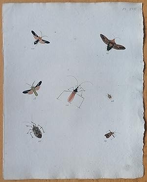 Bild des Verkufers fr C. Stoll Original Print Insects Beetle Bugs Plate 17 - 1788 zum Verkauf von raremapexchange