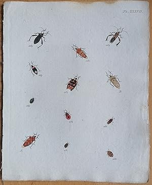Bild des Verkufers fr C. Stoll Original Print Insects Beetle Bugs Plate 37 - 1788 zum Verkauf von raremapexchange