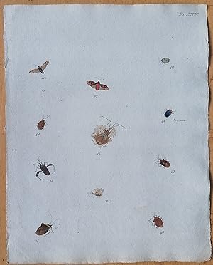 Bild des Verkufers fr C. Stoll Original Print Insects Beetle Bugs Plate 14 - 1788 zum Verkauf von raremapexchange