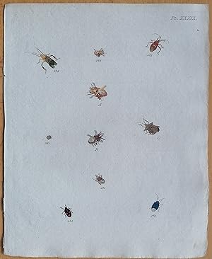 Bild des Verkufers fr C. Stoll Original Print Insects Beetle Bugs Plate 39 - 1788 zum Verkauf von raremapexchange