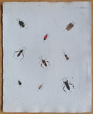Bild des Verkufers fr C. Stoll Original Print Insects Beetle Bugs Plate 38 - 1788 zum Verkauf von raremapexchange