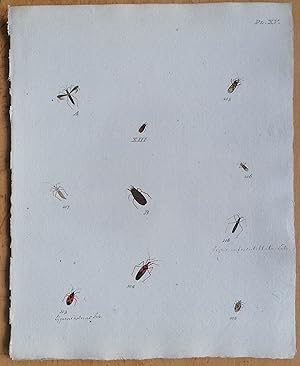 Bild des Verkufers fr C. Stoll Original Print Insects Beetle Bugs Plate 15 - 1788 zum Verkauf von raremapexchange