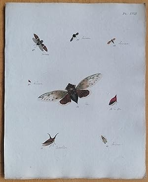 Bild des Verkufers fr C. Stoll Original Print Insects Beetle Bugs Plate 17 - 1788 zum Verkauf von raremapexchange