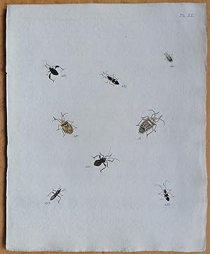 Bild des Verkufers fr C. Stoll Original Print Insects Beetle Bugs Plate 40 - 1788 zum Verkauf von raremapexchange