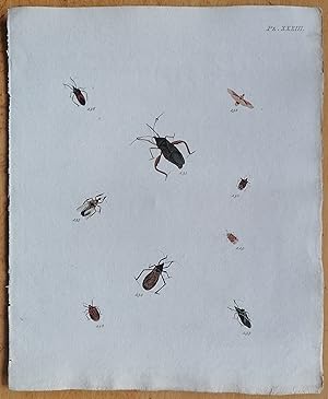 Bild des Verkufers fr C. Stoll Original Print Insects Beetle Bugs Plate 33 - 1788 zum Verkauf von raremapexchange