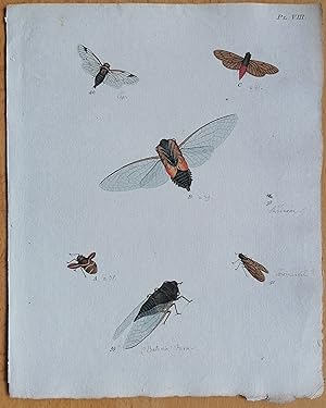 Bild des Verkufers fr C. Stoll Original Print Insects Beetle Bugs Plate 8 - 1788 zum Verkauf von raremapexchange