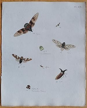 Bild des Verkufers fr C. Stoll Original Print Insects Beetle Bugs Plate 19 - 1788 zum Verkauf von raremapexchange
