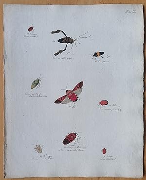 Bild des Verkufers fr C. Stoll Original Print Insects Beetle Bugs Plate 2 - 1788 zum Verkauf von raremapexchange