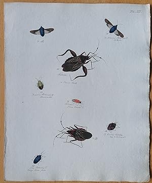 Bild des Verkufers fr C. Stoll Original Print Insects Beetle Bugs Plate 3 - 1788 zum Verkauf von raremapexchange
