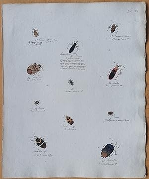 Bild des Verkufers fr C. Stoll Original Print Insects Beetle Bugs Plate 5 - 1788 zum Verkauf von raremapexchange