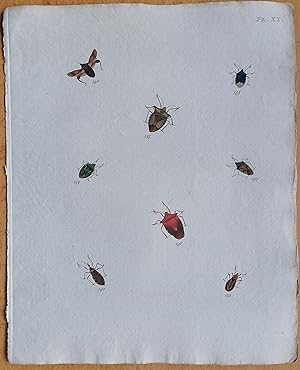 Bild des Verkufers fr C. Stoll Original Print Insects Beetle Bugs Plate 20 - 1788 zum Verkauf von raremapexchange