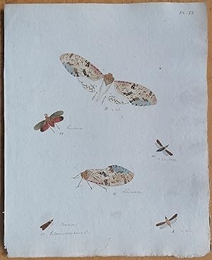 Bild des Verkufers fr C. Stoll Original Print Insects Beetle Bugs Plate 9 - 1788 zum Verkauf von raremapexchange