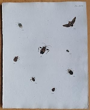 Bild des Verkufers fr C. Stoll Original Print Insects Beetle Bugs Plate 16 - 1788 zum Verkauf von raremapexchange