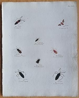 Bild des Verkufers fr C. Stoll Original Print Insects Beetle Bugs Plate 13 - 1788 zum Verkauf von raremapexchange