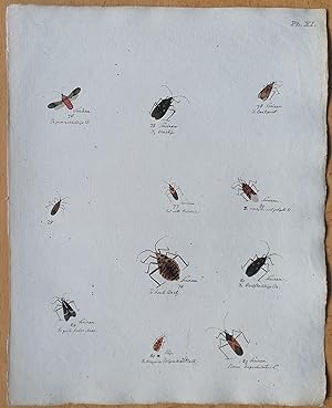 Bild des Verkufers fr C. Stoll Original Print Insects Beetle Bugs Plate 11 - 1788 zum Verkauf von raremapexchange