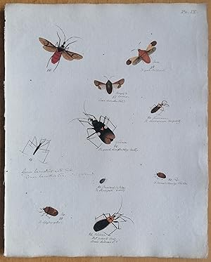 Bild des Verkufers fr C. Stoll Original Print Insects Beetle Bugs Plate 9 - 1788 zum Verkauf von raremapexchange
