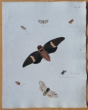 Bild des Verkufers fr C. Stoll Original Print Insects Beetle Bugs Plate 4 - 1788 zum Verkauf von raremapexchange