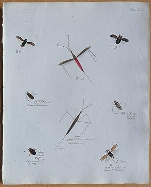 Bild des Verkufers fr C. Stoll Original Print Insects Beetle Bugs Plate 12 - 1788 zum Verkauf von raremapexchange