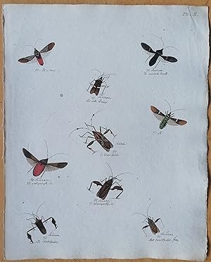 Bild des Verkufers fr C. Stoll Original Print Insects Beetle Bugs Plate 10 - 1788 zum Verkauf von raremapexchange