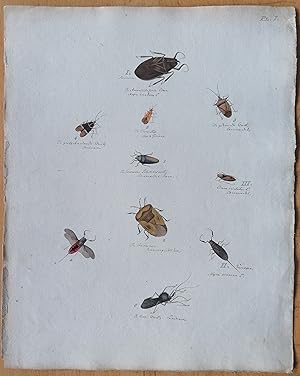 Bild des Verkufers fr C. Stoll Original Print Insects Beetle Bugs Plate 1 - 1788 zum Verkauf von raremapexchange
